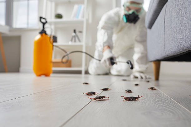 Commercial Kitchen Cockroach Control in Brighton